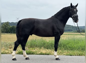 Schweres Warmblut, Wallach, 3 Jahre, 165 cm, Rappe