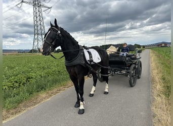 Schweres Warmblut, Wallach, 3 Jahre, 165 cm, Rappe