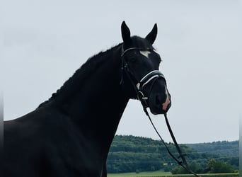 Schweres Warmblut, Wallach, 3 Jahre, 165 cm, Rappe
