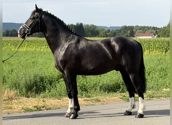 Schweres Warmblut, Wallach, 3 Jahre, 165 cm, Rappe