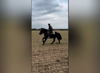 Schweres Warmblut, Wallach, 3 Jahre, 165 cm, Rappe