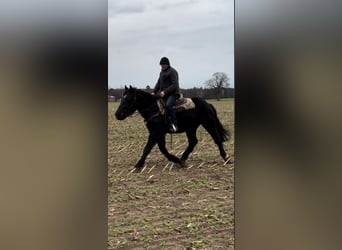 Schweres Warmblut, Wallach, 3 Jahre, 165 cm, Rappe