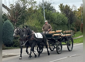 Schweres Warmblut Mix, Wallach, 3 Jahre, 165 cm, Rappschimmel