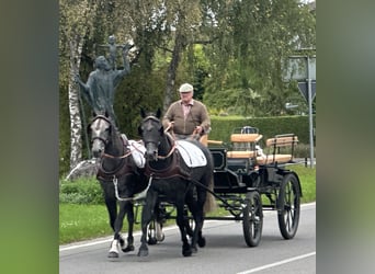 Schweres Warmblut Mix, Wallach, 3 Jahre, 165 cm, Rappschimmel