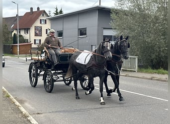 Schweres Warmblut Mix, Wallach, 3 Jahre, 165 cm, Rappschimmel