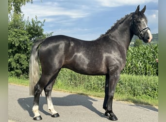 Schweres Warmblut, Wallach, 3 Jahre, 165 cm, Rappschimmel