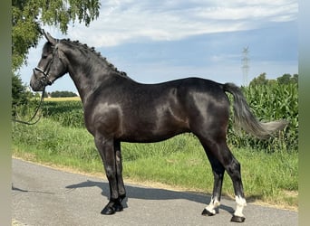 Schweres Warmblut, Wallach, 3 Jahre, 165 cm, Rappschimmel