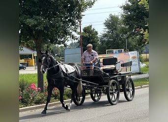 Schweres Warmblut, Wallach, 3 Jahre, 165 cm, Rappschimmel