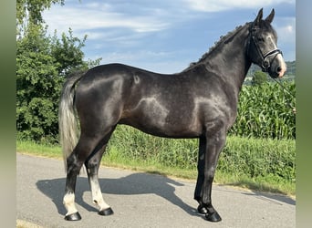 Schweres Warmblut, Wallach, 3 Jahre, 165 cm, Rappschimmel