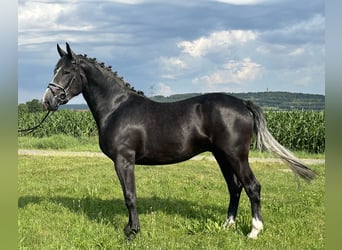 Schweres Warmblut, Wallach, 3 Jahre, 165 cm, Rappschimmel