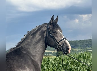 Schweres Warmblut, Wallach, 3 Jahre, 165 cm, Rappschimmel