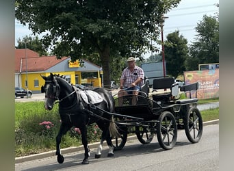 Schweres Warmblut, Wallach, 3 Jahre, 165 cm, Rappschimmel