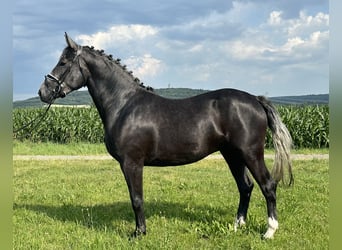 Schweres Warmblut, Wallach, 3 Jahre, 165 cm, Rappschimmel