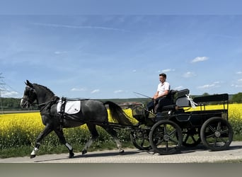 Schweres Warmblut, Wallach, 3 Jahre, 166 cm, Apfelschimmel