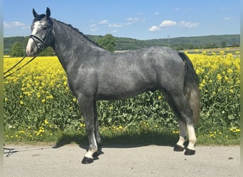 Schweres Warmblut, Wallach, 3 Jahre, 166 cm, Apfelschimmel