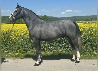 Schweres Warmblut, Wallach, 3 Jahre, 166 cm, Apfelschimmel