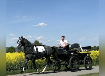 Schweres Warmblut, Wallach, 3 Jahre, 166 cm, Apfelschimmel
