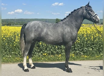 Schweres Warmblut, Wallach, 3 Jahre, 166 cm, Apfelschimmel