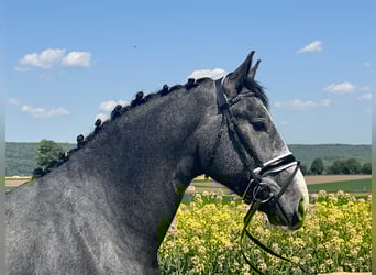 Schweres Warmblut, Wallach, 3 Jahre, 166 cm, Apfelschimmel