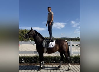 Schweres Warmblut, Wallach, 3 Jahre, 166 cm, Dunkelbrauner