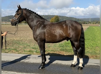 Schweres Warmblut, Wallach, 3 Jahre, 166 cm, Dunkelbrauner