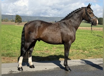 Schweres Warmblut, Wallach, 3 Jahre, 166 cm, Dunkelbrauner