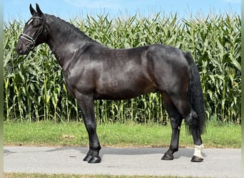 Schweres Warmblut, Wallach, 3 Jahre, 166 cm, Dunkelbrauner