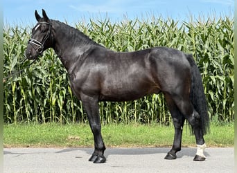 Schweres Warmblut, Wallach, 3 Jahre, 166 cm, Dunkelbrauner