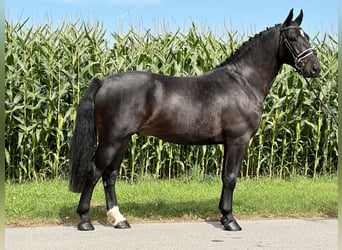 Schweres Warmblut, Wallach, 3 Jahre, 166 cm, Dunkelbrauner