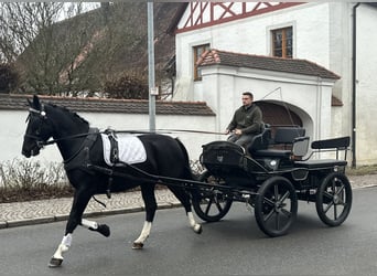 Schweres Warmblut, Wallach, 3 Jahre, 166 cm, Rappe