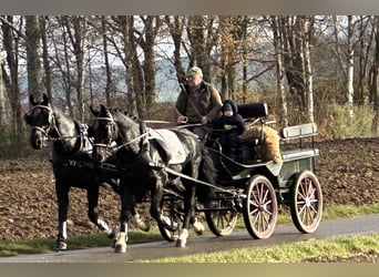 Schweres Warmblut, Wallach, 3 Jahre, 166 cm, Rappe