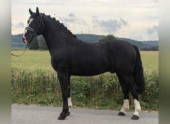 Schweres Warmblut, Wallach, 3 Jahre, 166 cm, Rappe