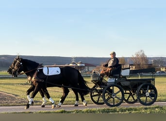 Schweres Warmblut, Wallach, 3 Jahre, 166 cm, Rappe