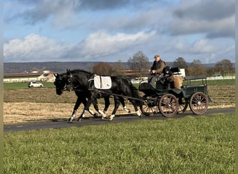 Schweres Warmblut, Wallach, 3 Jahre, 166 cm, Rappe