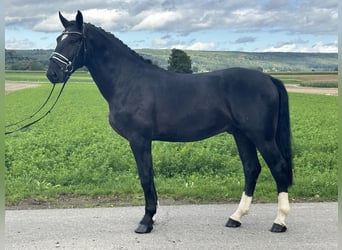 Schweres Warmblut, Wallach, 3 Jahre, 166 cm, Rappe
