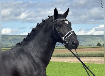 Schweres Warmblut, Wallach, 3 Jahre, 166 cm, Rappe