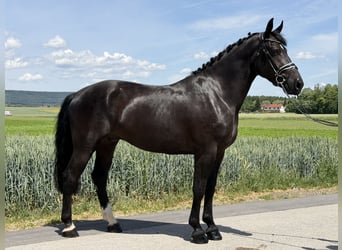 Schweres Warmblut, Wallach, 3 Jahre, 166 cm, Rappe