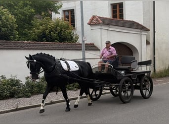 Schweres Warmblut, Wallach, 3 Jahre, 166 cm, Rappe