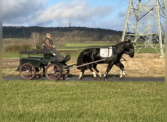 Schweres Warmblut, Wallach, 3 Jahre, 166 cm, Rappe