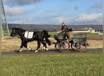 Schweres Warmblut, Wallach, 3 Jahre, 166 cm, Rappe