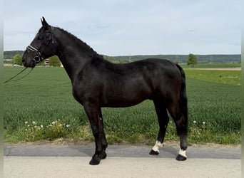 Schweres Warmblut, Wallach, 3 Jahre, 166 cm, Rappe