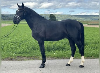 Schweres Warmblut, Wallach, 3 Jahre, 166 cm, Rappe