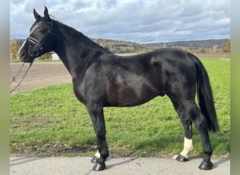 Schweres Warmblut, Wallach, 3 Jahre, 166 cm, Rappe