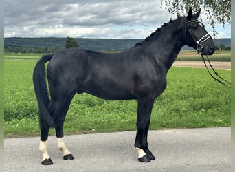 Schweres Warmblut, Wallach, 3 Jahre, 166 cm, Rappe