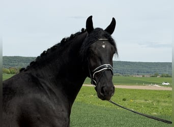 Schweres Warmblut, Wallach, 3 Jahre, 166 cm, Rappe
