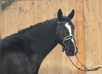 Schweres Warmblut, Wallach, 3 Jahre, 166 cm, Rappe