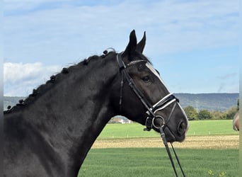 Schweres Warmblut, Wallach, 3 Jahre, 166 cm, Rappe