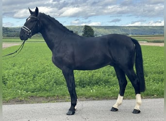 Schweres Warmblut, Wallach, 3 Jahre, 166 cm, Rappe