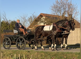 Schweres Warmblut, Wallach, 3 Jahre, 166 cm, Rappe