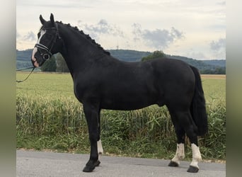 Schweres Warmblut, Wallach, 3 Jahre, 166 cm, Rappe